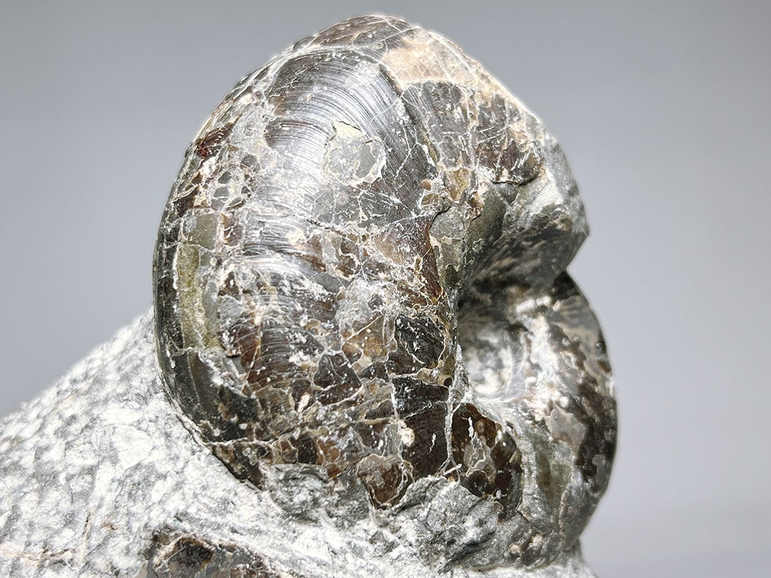 北海道三笠市産アンモナイト化石 /Tetragonites/Inoceramus (木製台座付き)