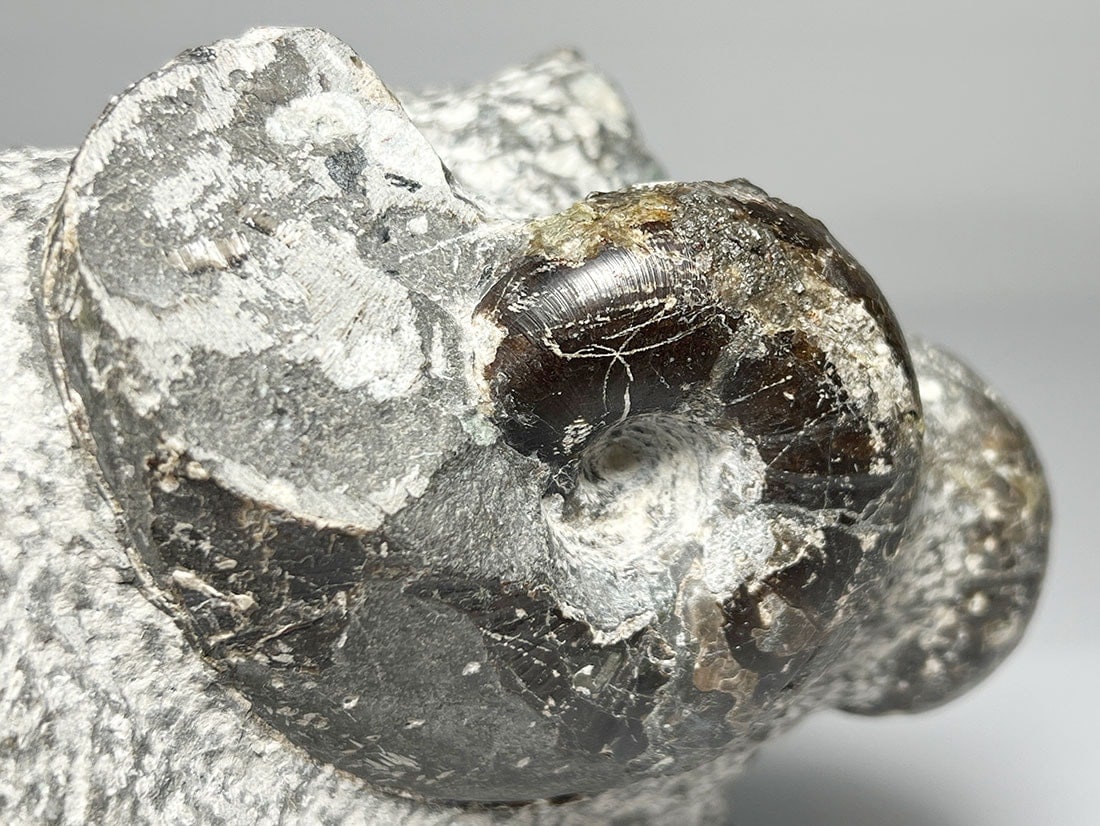 北海道三笠市産アンモナイト化石 /Tetragonites/Inoceramus (木製台座付き)