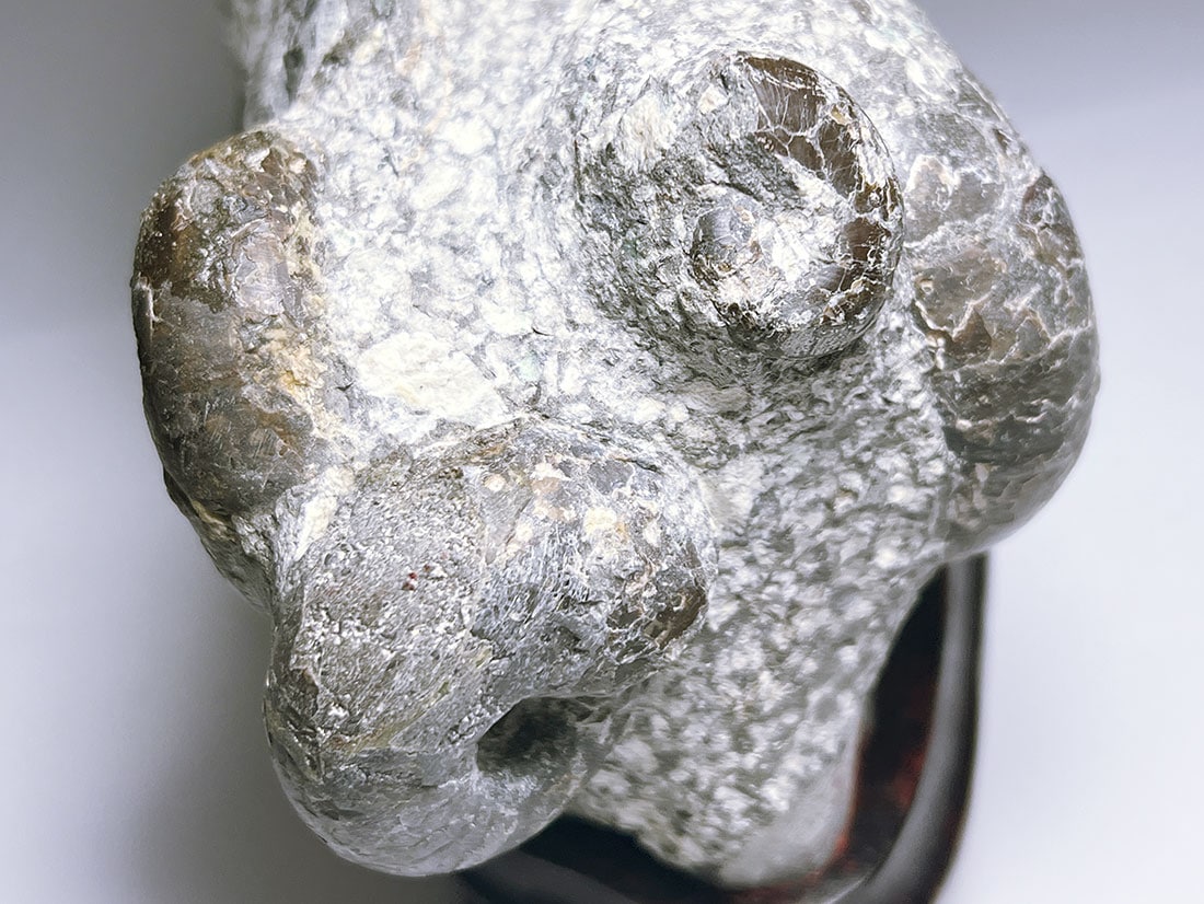 北海道三笠市産アンモナイト化石 /Tetragonites/Inoceramus (木製台座付き)