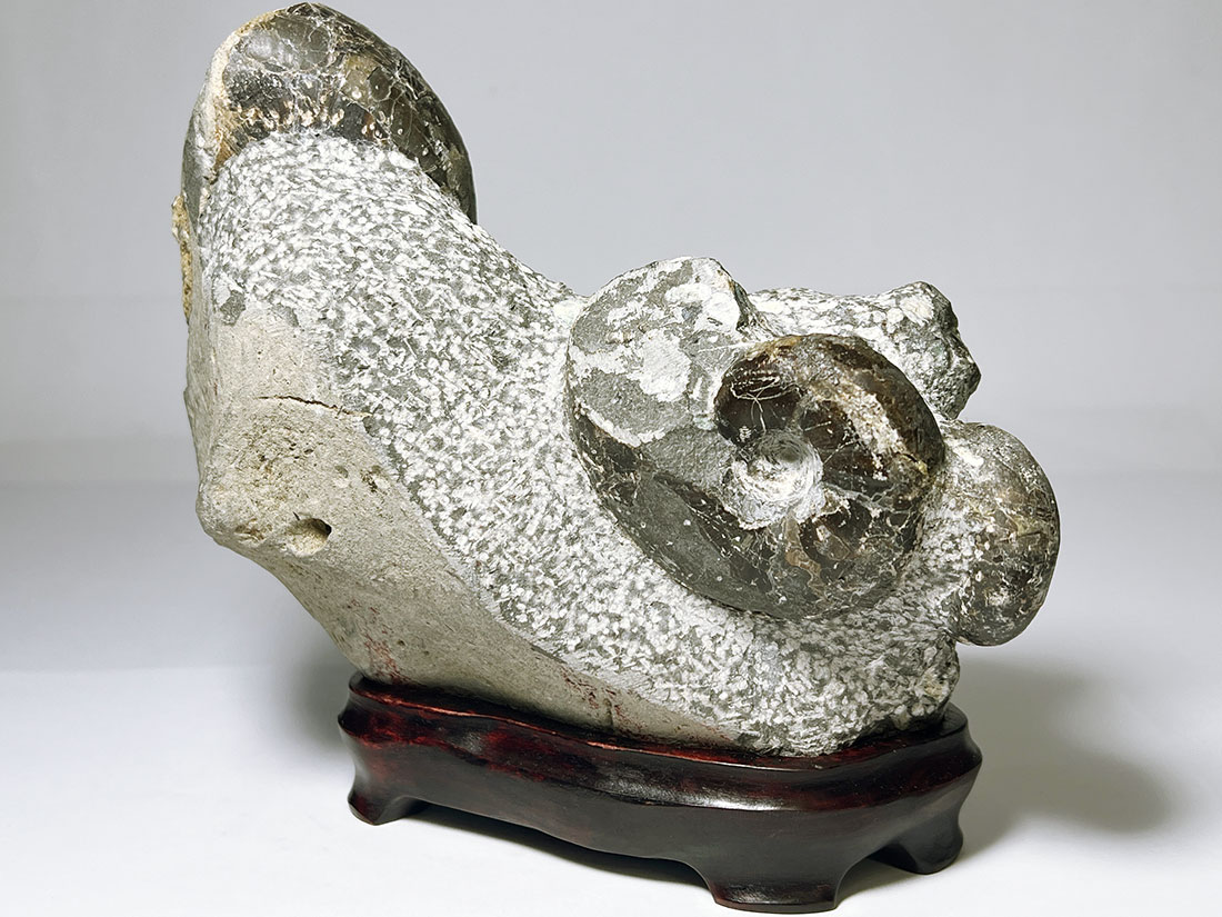 北海道三笠市産アンモナイト化石 /Tetragonites/Inoceramus (木製台座付き)