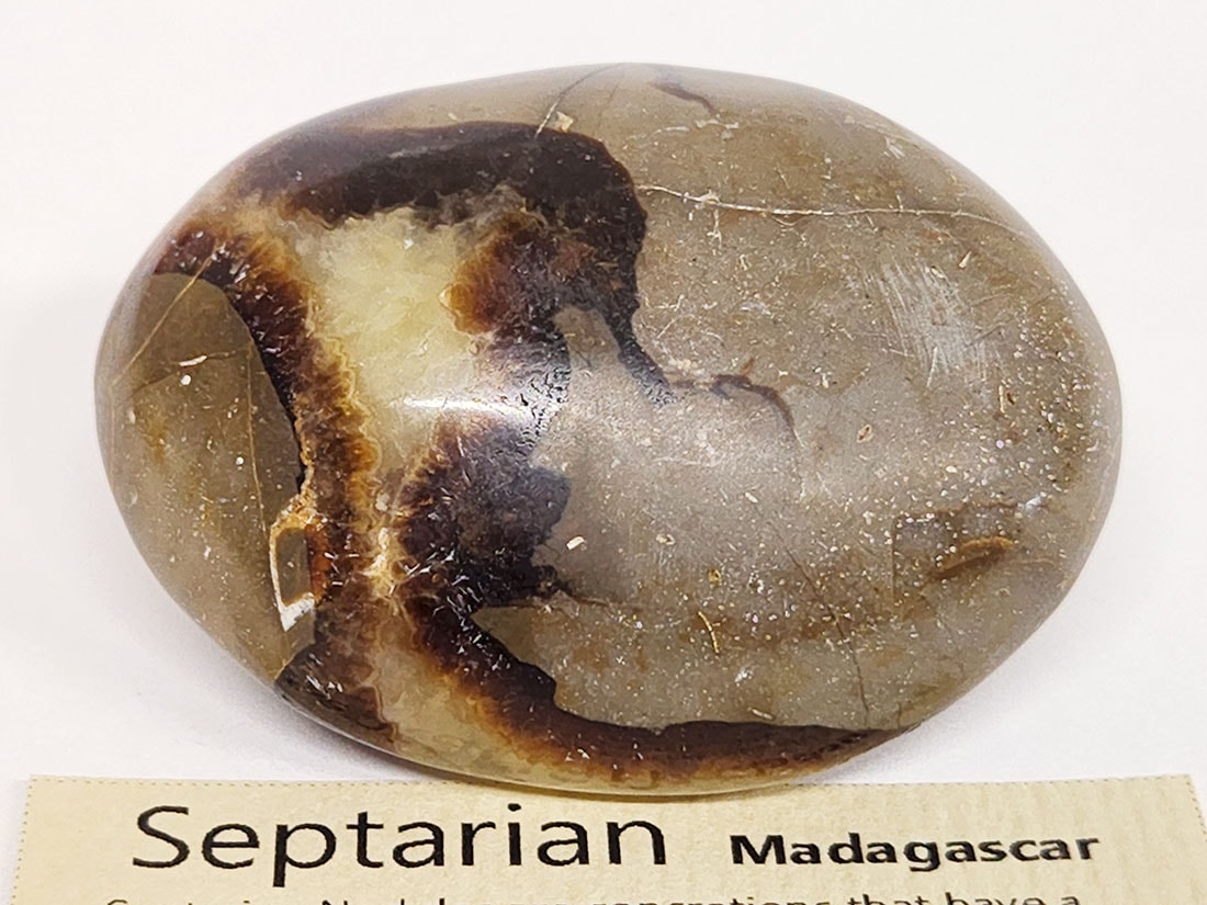 マダガスカル産セプタリアン