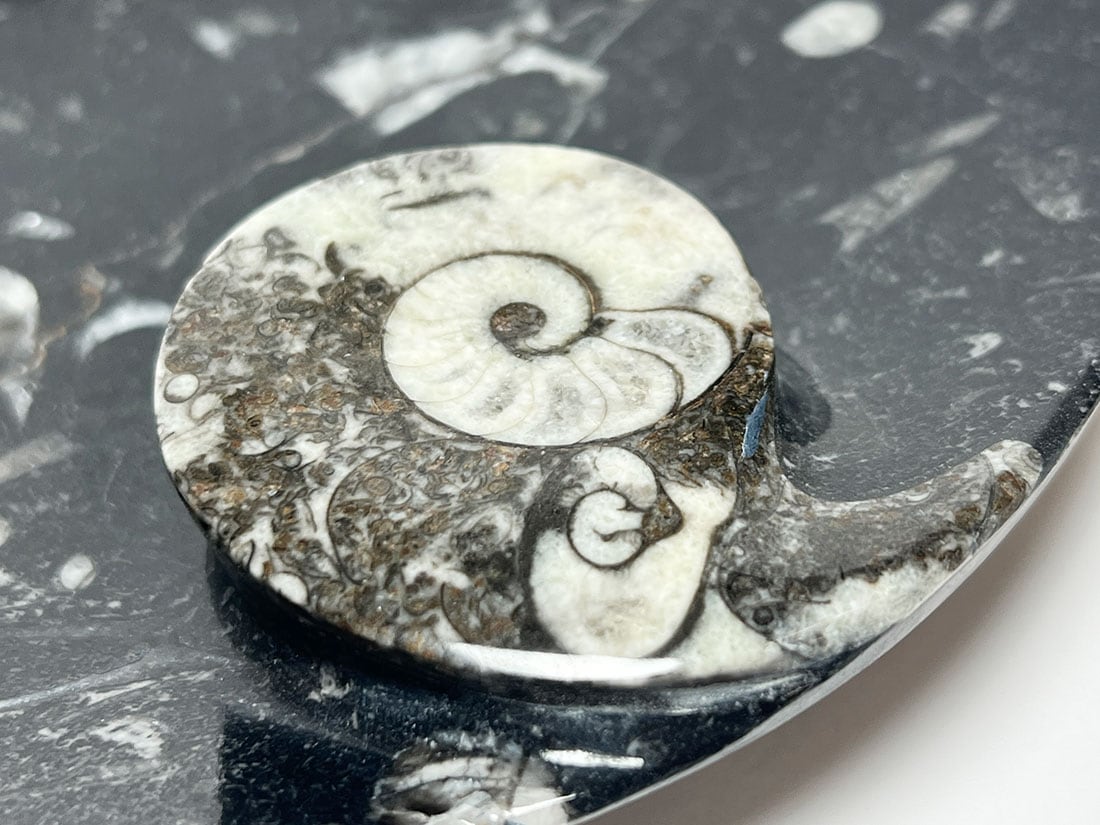 アンモナイト、ジオード等、天然石おまとめ｜インテリア小物 