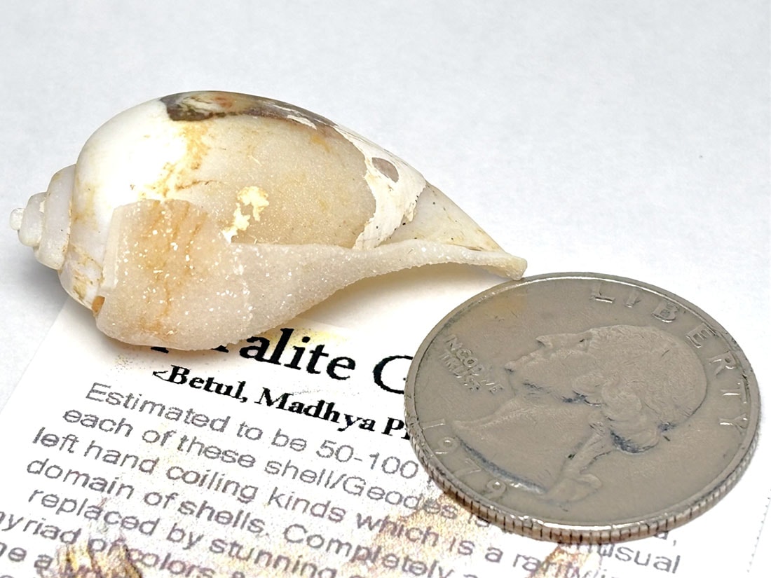 スパイラライト（Spiralite Fossil Shell） 天然石原石 スパイラライト（Spiralite Fossil Shell） 天然石原石