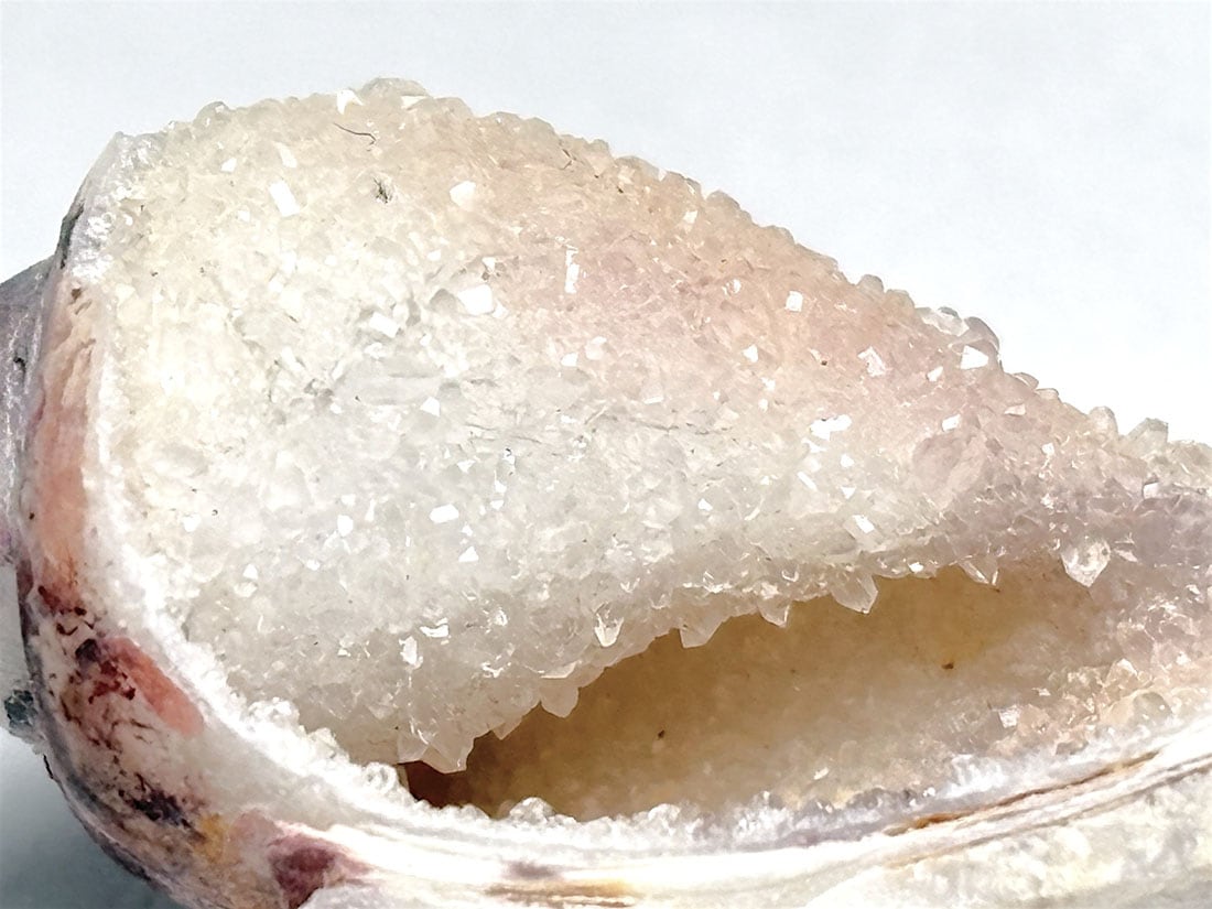 インド産 スピラライトジェムシェル / Spiralite Gemshells