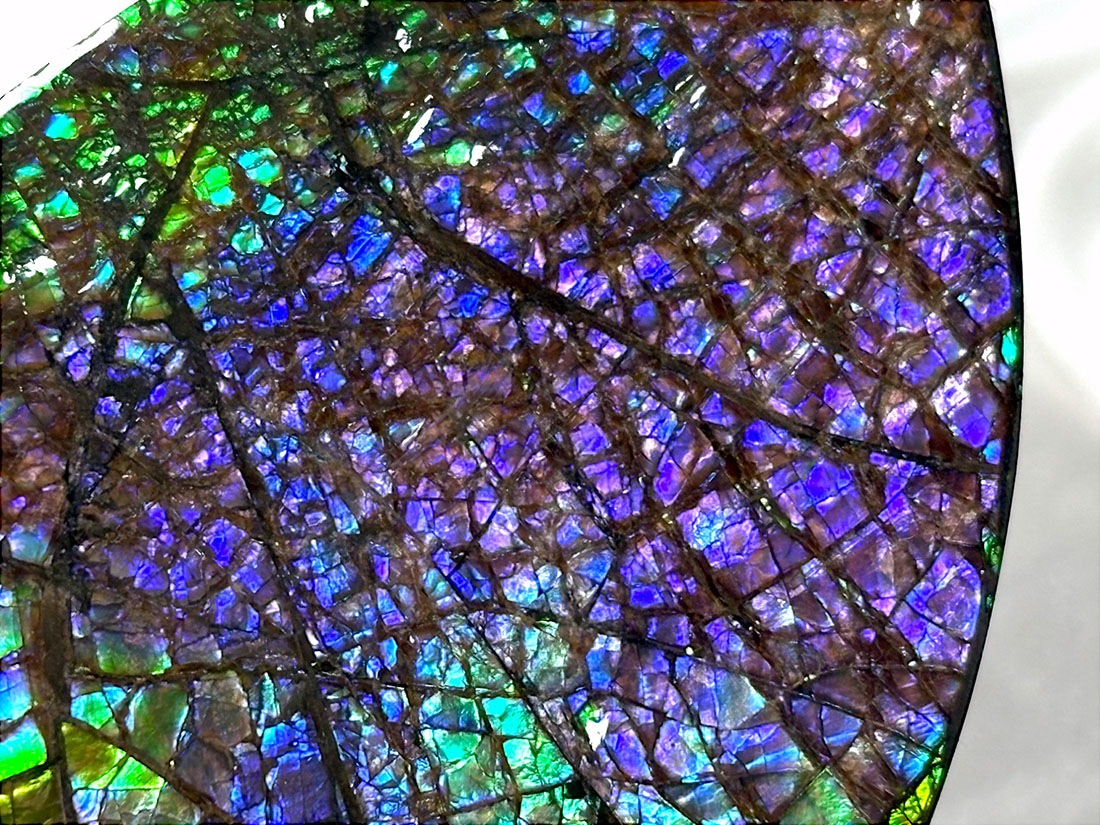 カナダ・アルバータ州産　ファイヤーアンモナイト　4個セット 全体的に発光　綺麗 カナダ・アルバータ州産 ファイヤーアンモナイト 4個セット 全体