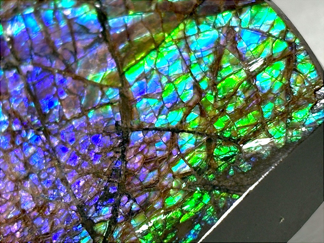 カナダ・アルバータ州産 アンモライト / Ammolite