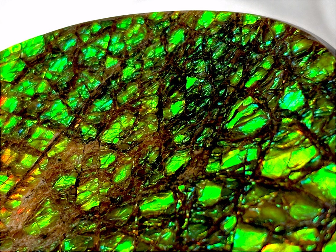 カナダ・アルバータ州産 アンモライト / Ammolite