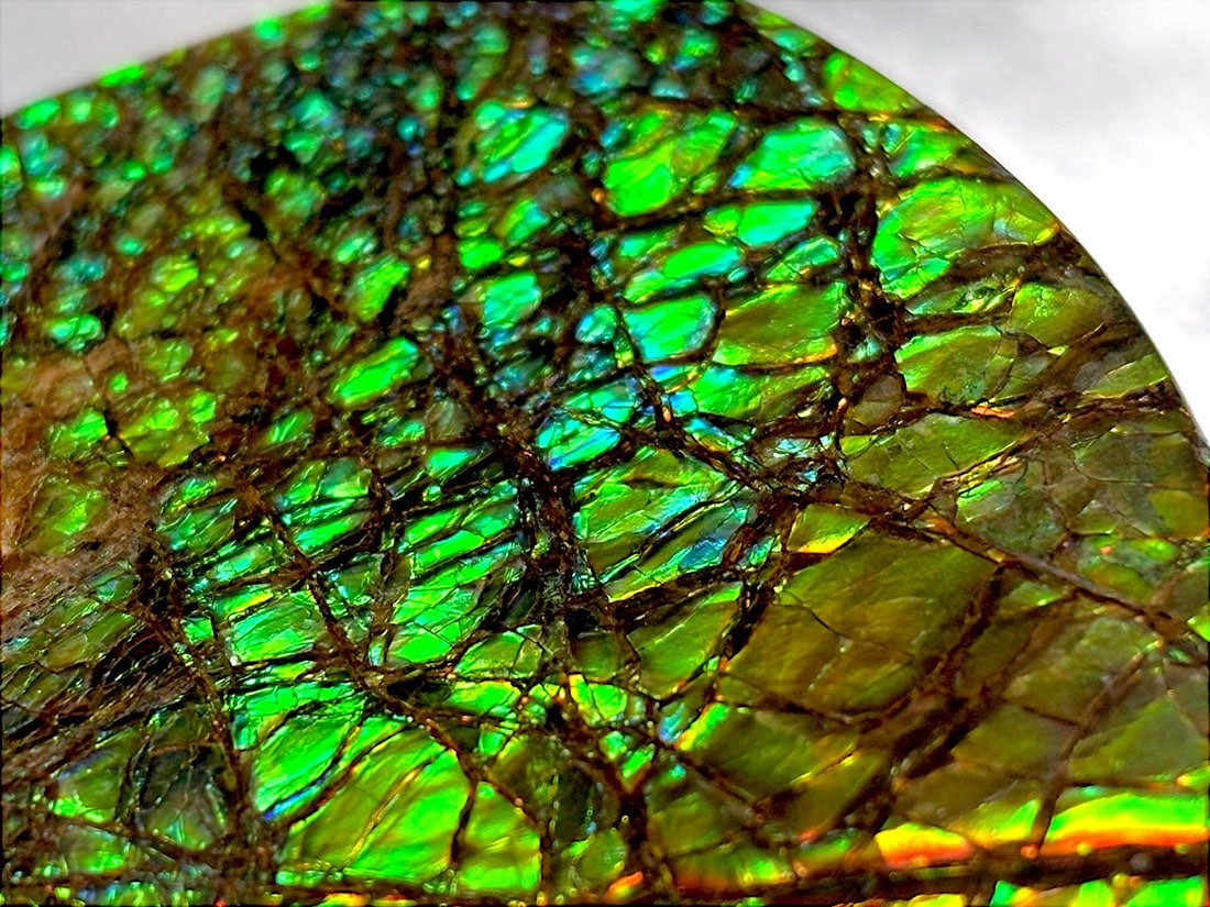 カナダ・アルバータ州産 アンモライト / Ammolite