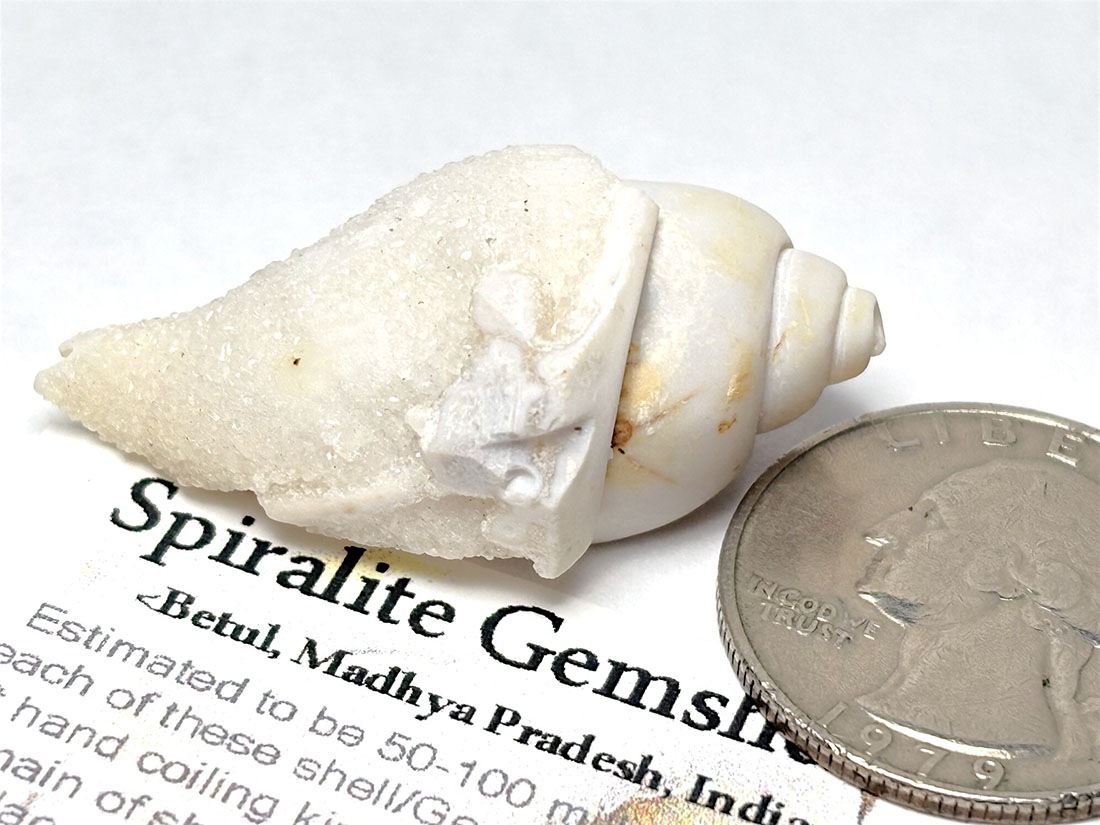 インド産 スピラライトジェムシェル / Spiralite Gemshells