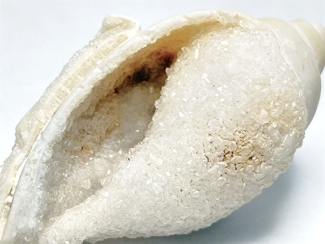 スパイラライト（Spiralite Fossil Shell） 天然石原石 スパイラライト（Spiralite Fossil Shell） 天然石原石【新商品