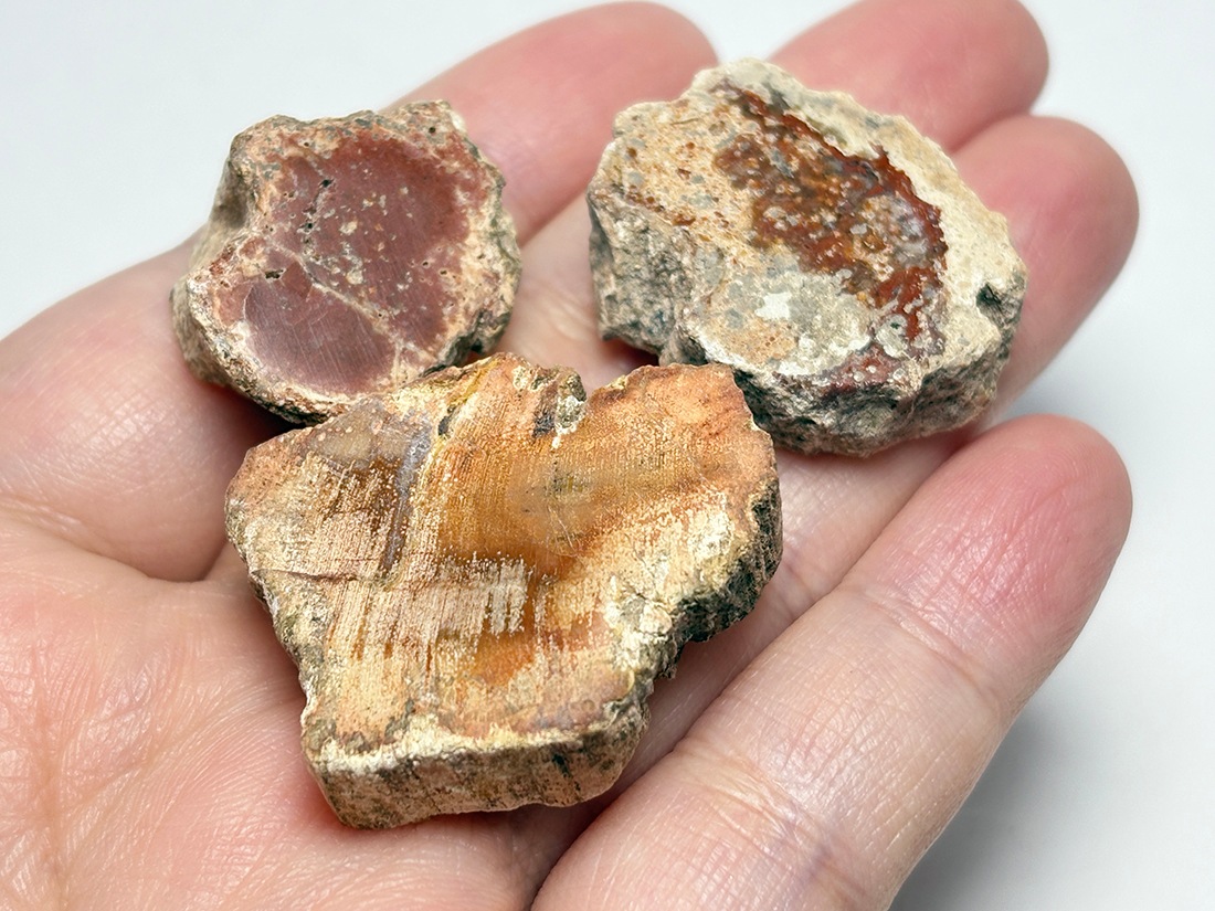 マダガスカル産 ペトリファイドウッド スライス ( 珪化木 ) 3コセット