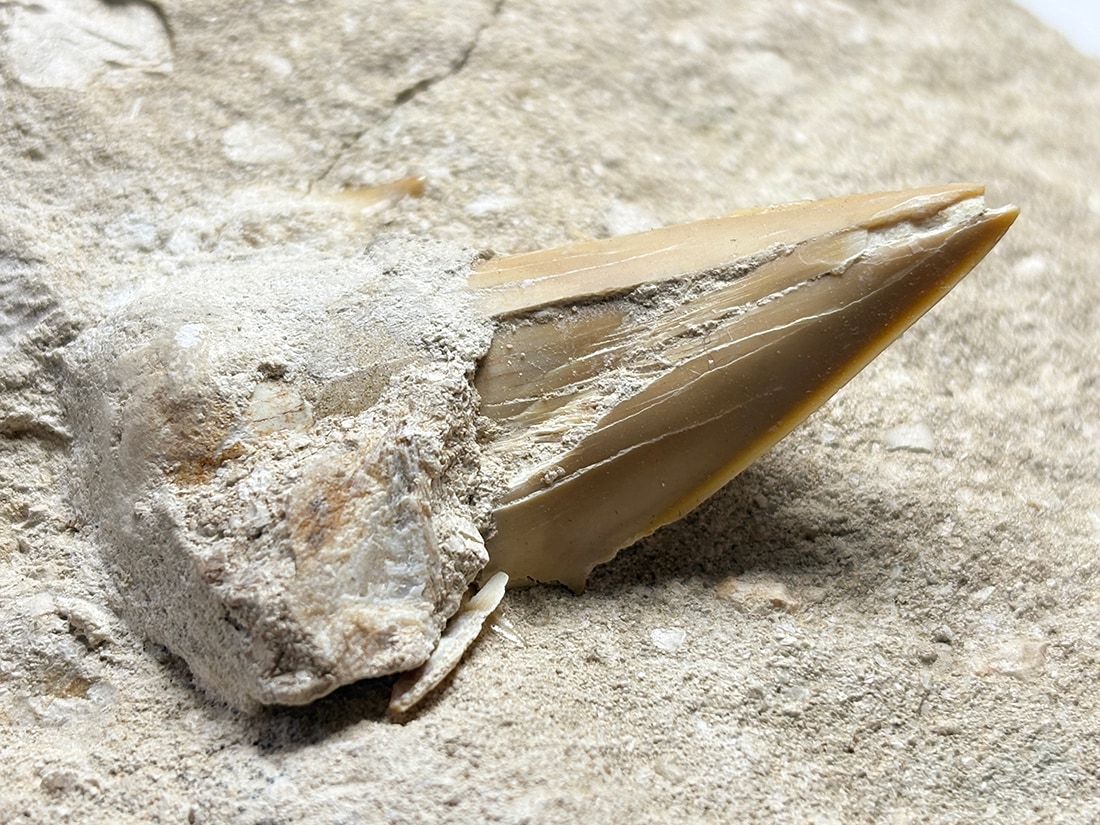 モロッコ産 オトドゥス (サメの歯) 化石母岩付き / Otodus Obliquus Fossil