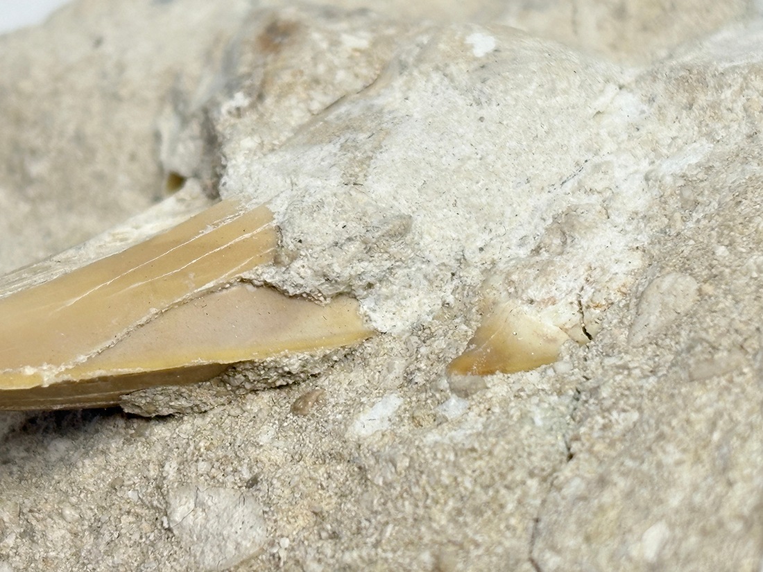 モロッコ産 オトドゥス (サメの歯) 化石母岩付き / Otodus Obliquus Fossil