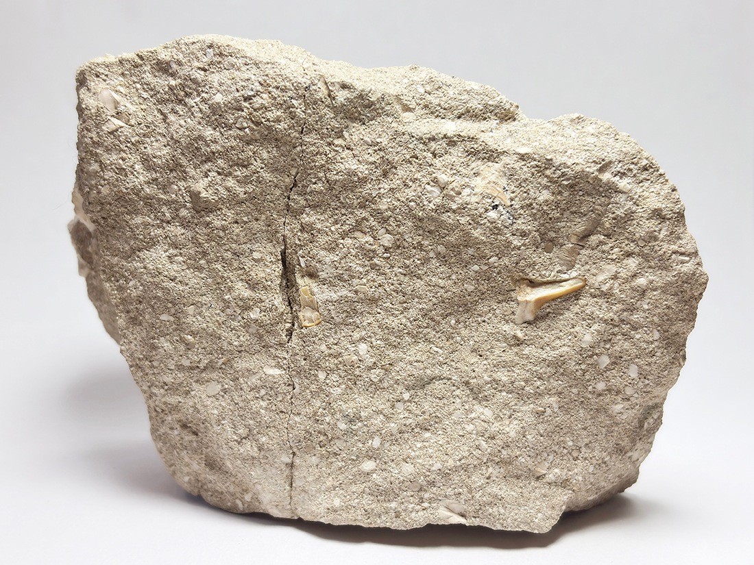 モロッコ産 オトドゥス (サメの歯) 化石母岩付き / Otodus Obliquus Fossil