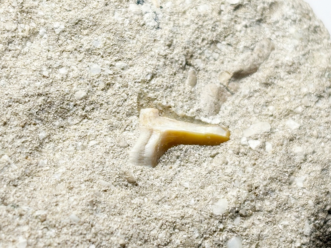 モロッコ産 オトドゥス (サメの歯) 化石母岩付き / Otodus Obliquus Fossil