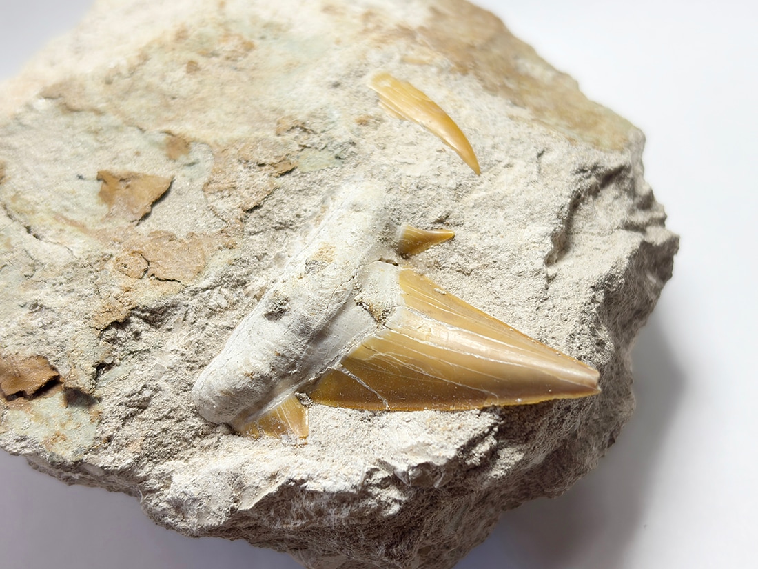 モロッコ産 オトドゥス (サメの歯) 化石母岩付き / Otodus Obliquus Fossil