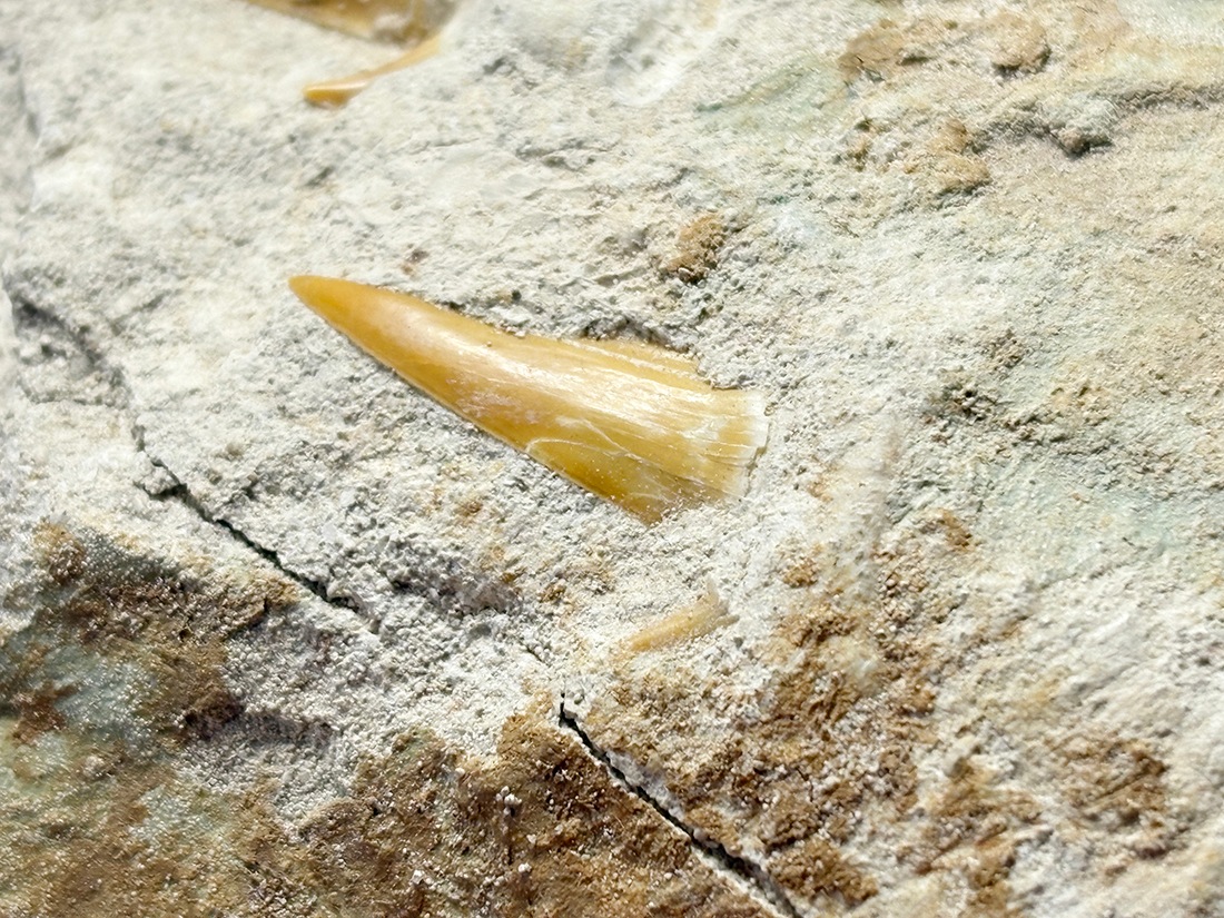 モロッコ産 オトドゥス (サメの歯) 化石母岩付き / Otodus Obliquus Fossil