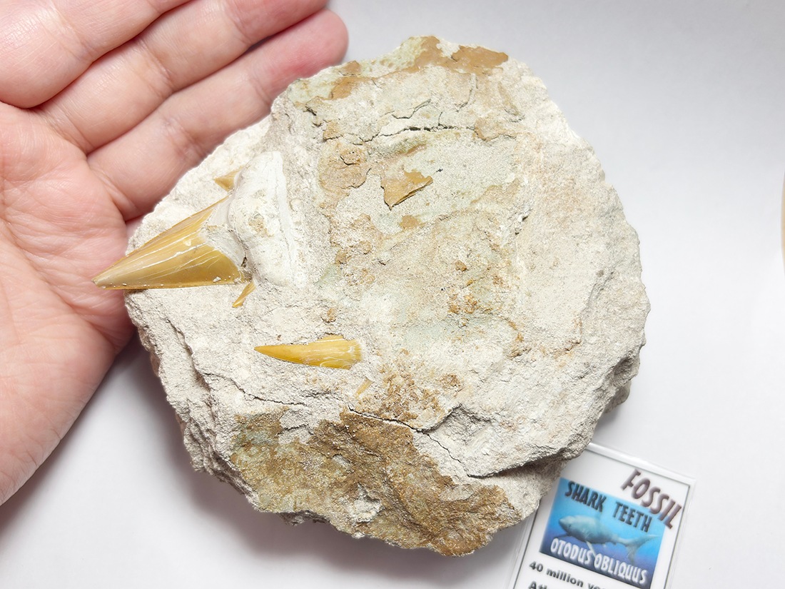 モロッコ産 オトドゥス (サメの歯) 化石母岩付き / Otodus Obliquus Fossil