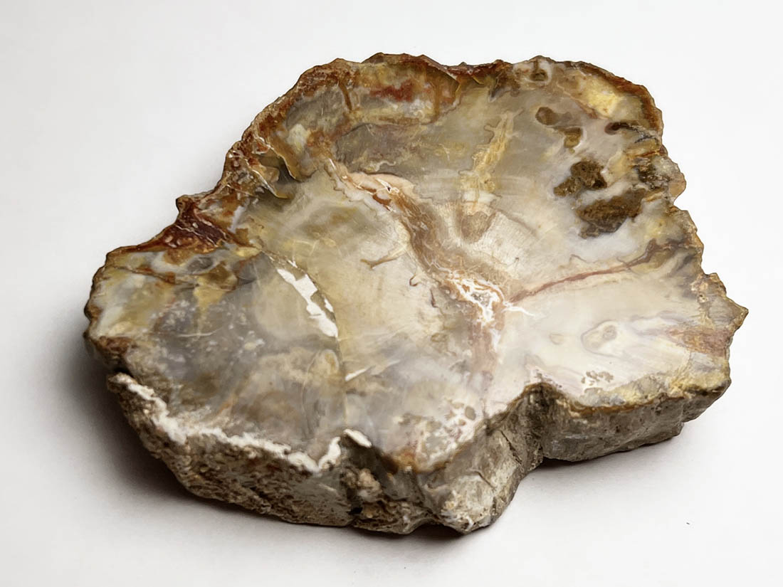 マダガスカル産 ペトリファイドウッド ( 珪化木 ) スライス