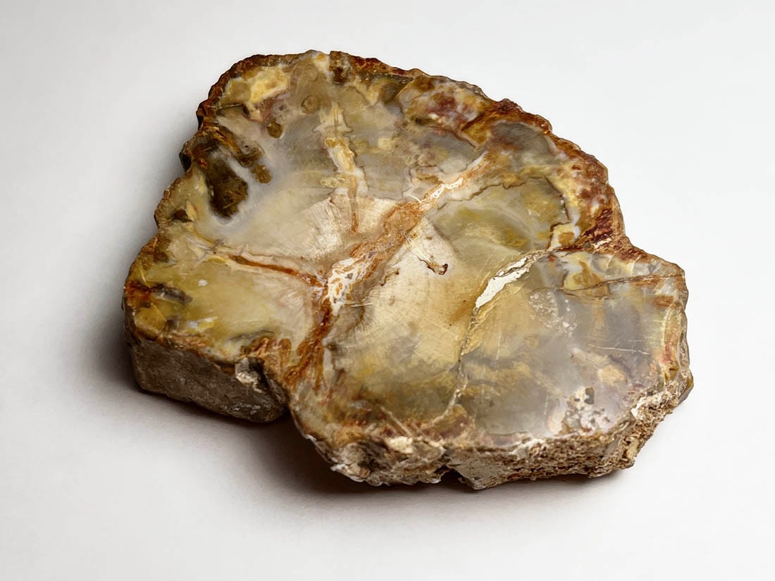 サヤカ様★専用★約2億年前！マダガスカル産 珪化木(ペトリファイドウッド) マダガスカル産ペトリファイドウッド