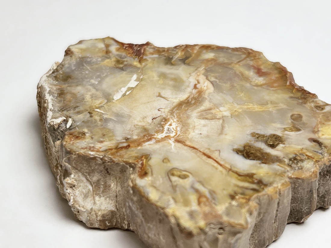 マダガスカル産 ペトリファイドウッド ( 珪化木 ) スライス