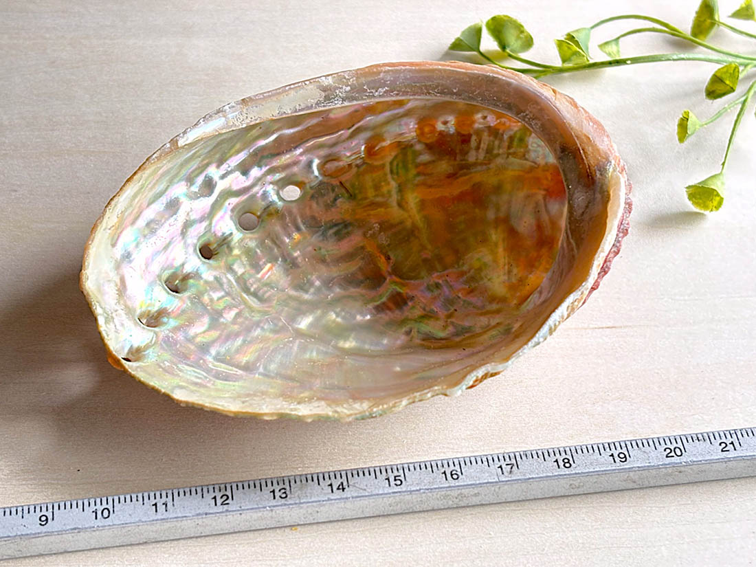 アバロンシェル / Abalone shell アソート
