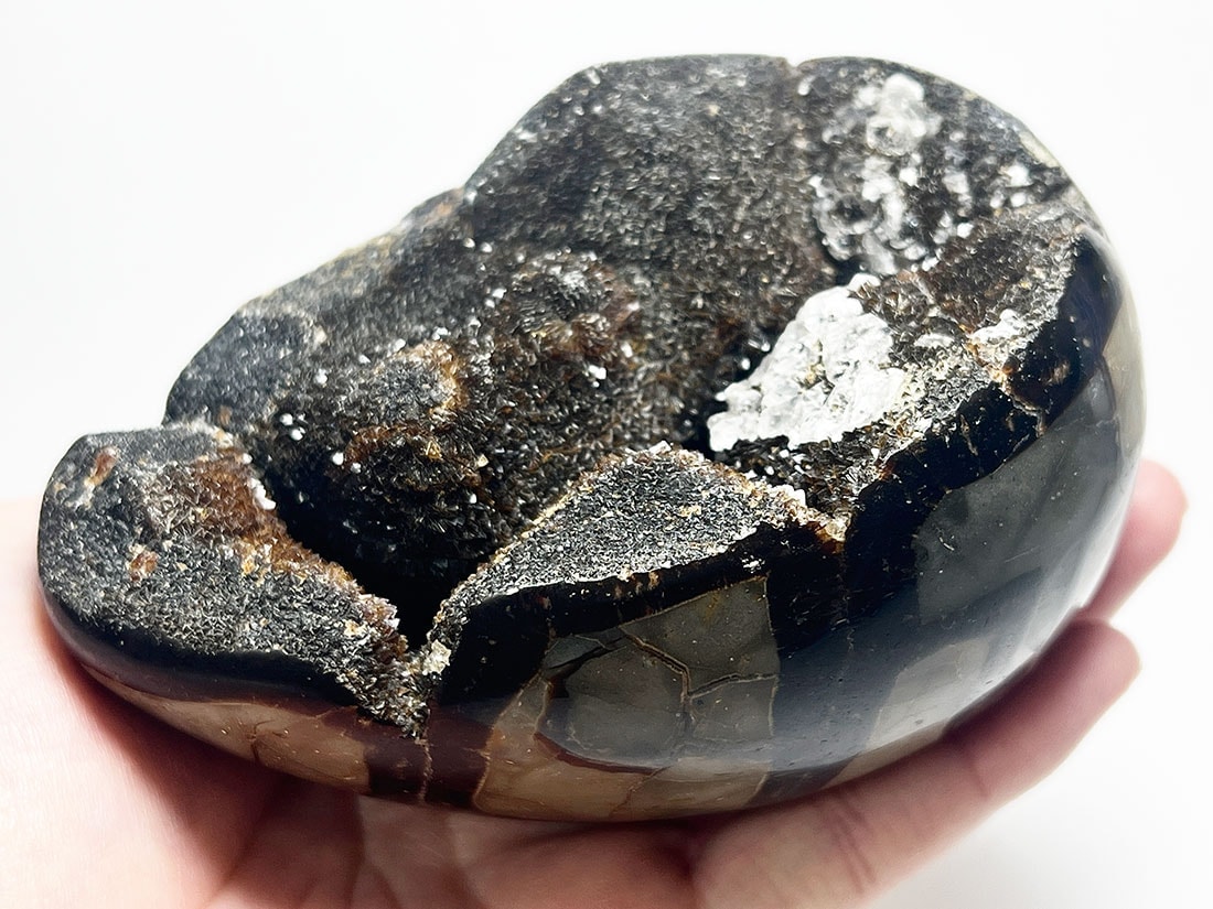 マダガスカル産セプタリアン