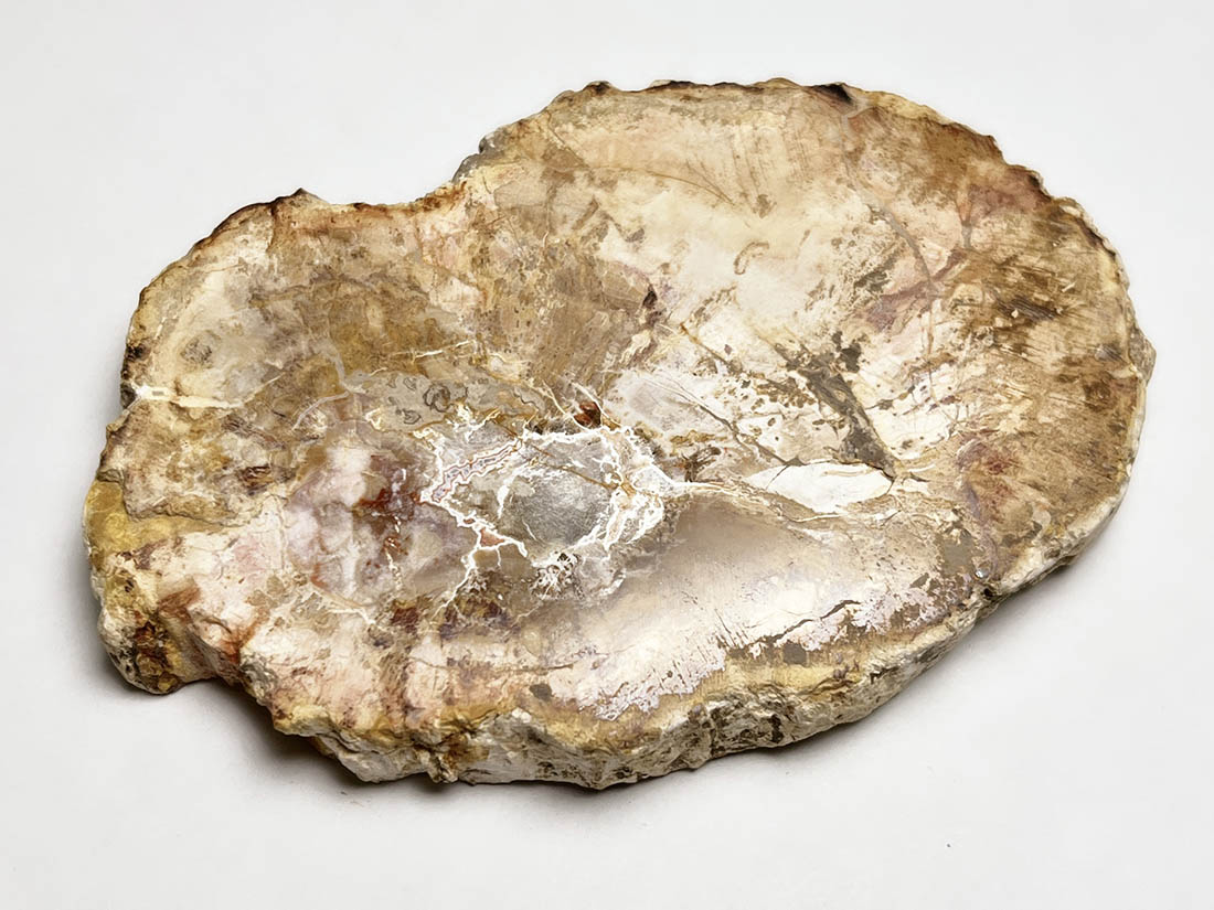 マダガスカル産 ペトリファイドウッド ( 珪化木 ) スライス