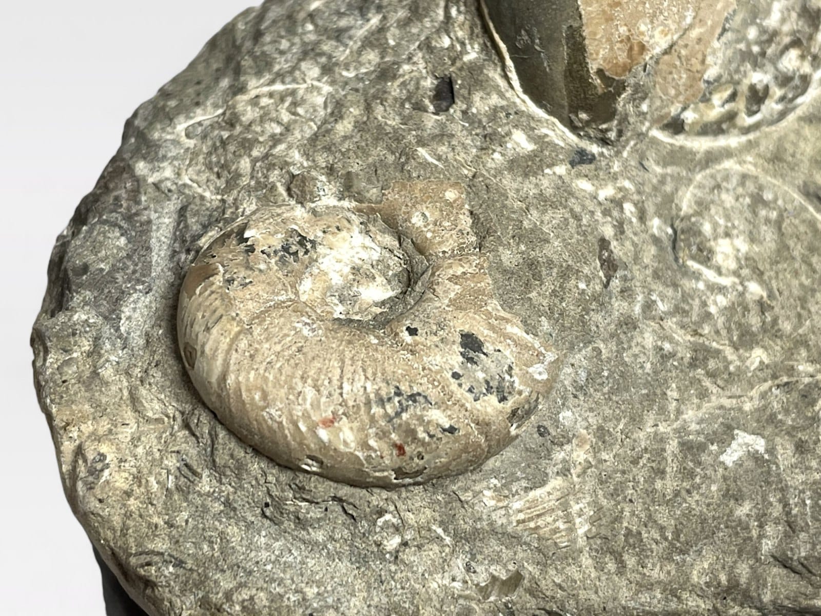 北海道アンモナイト ポリプチコセラス群生標本 多面で化石が散見される