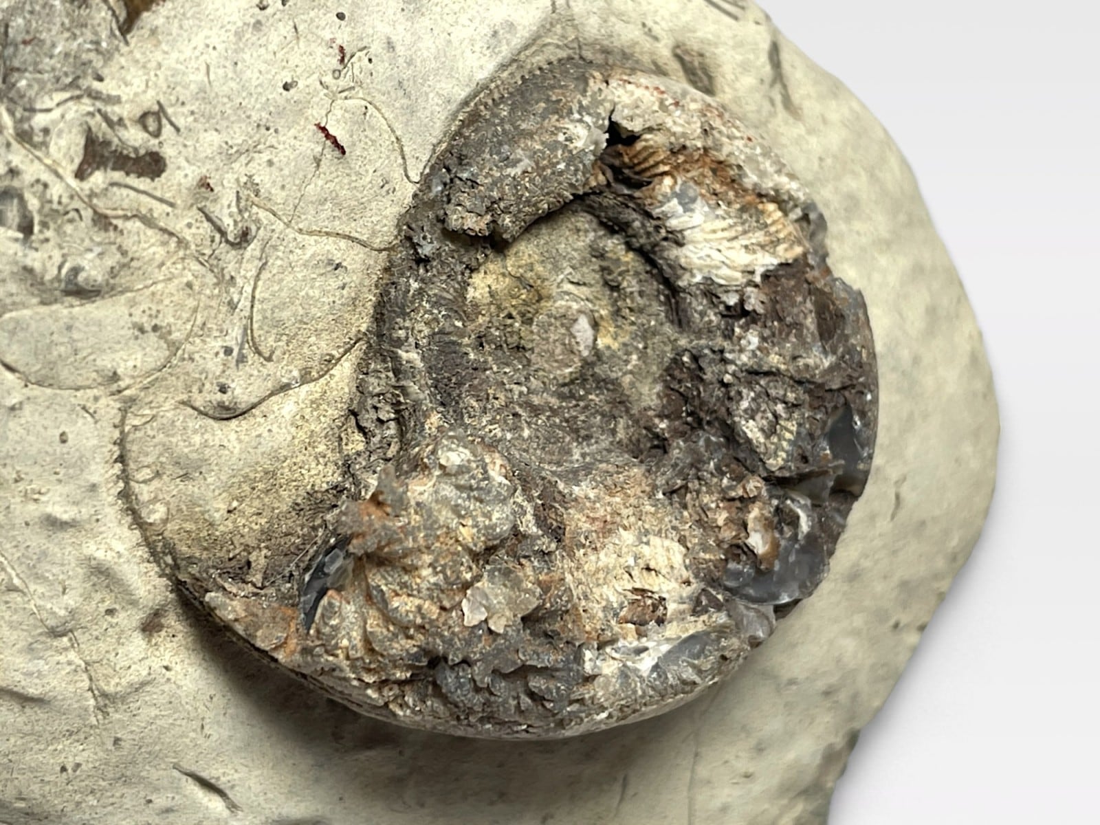 化石 アンモナイト 約16kg 北海道 札幌市手稲区