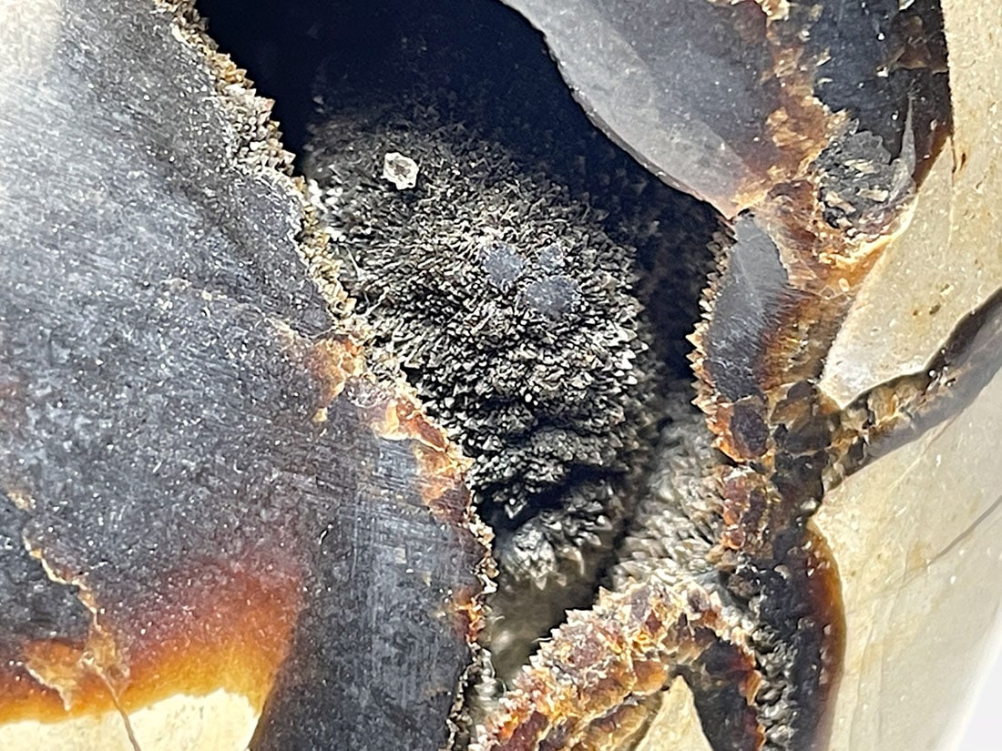 マダガスカル産　セプタリアン マダガスカル産セプタリアン(亀甲石)/Septarian