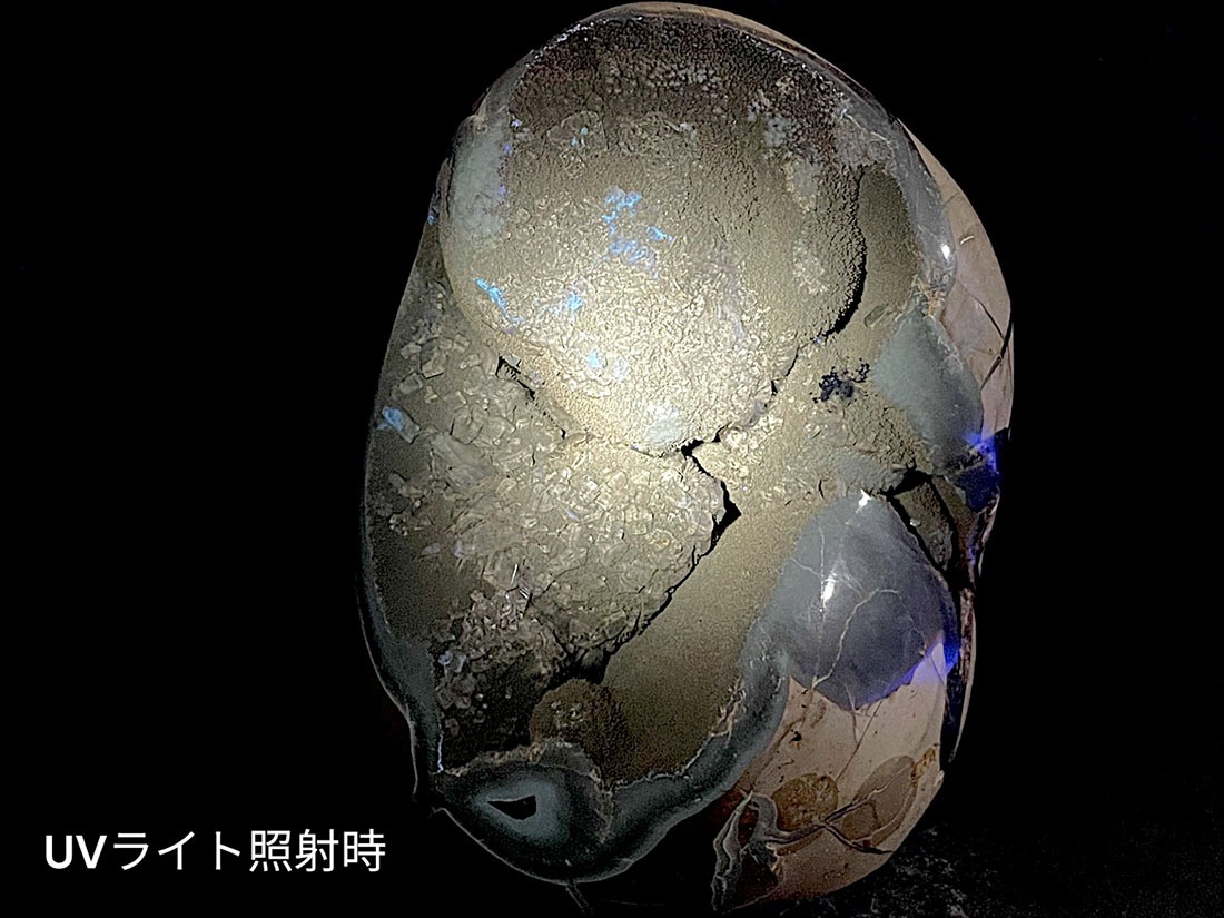マダガスカル産セプタリアン(亀甲石)/Septarian