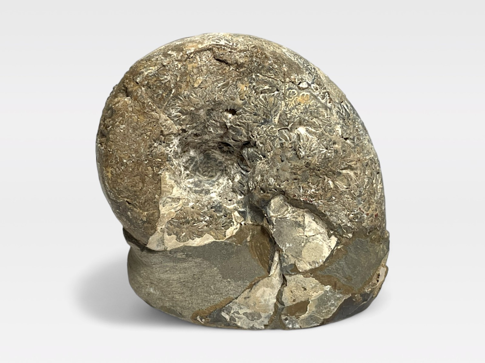 アンモナイト化石　Ammonite 北海道留萌郡小平町産アンモナイト化石/Ammonite