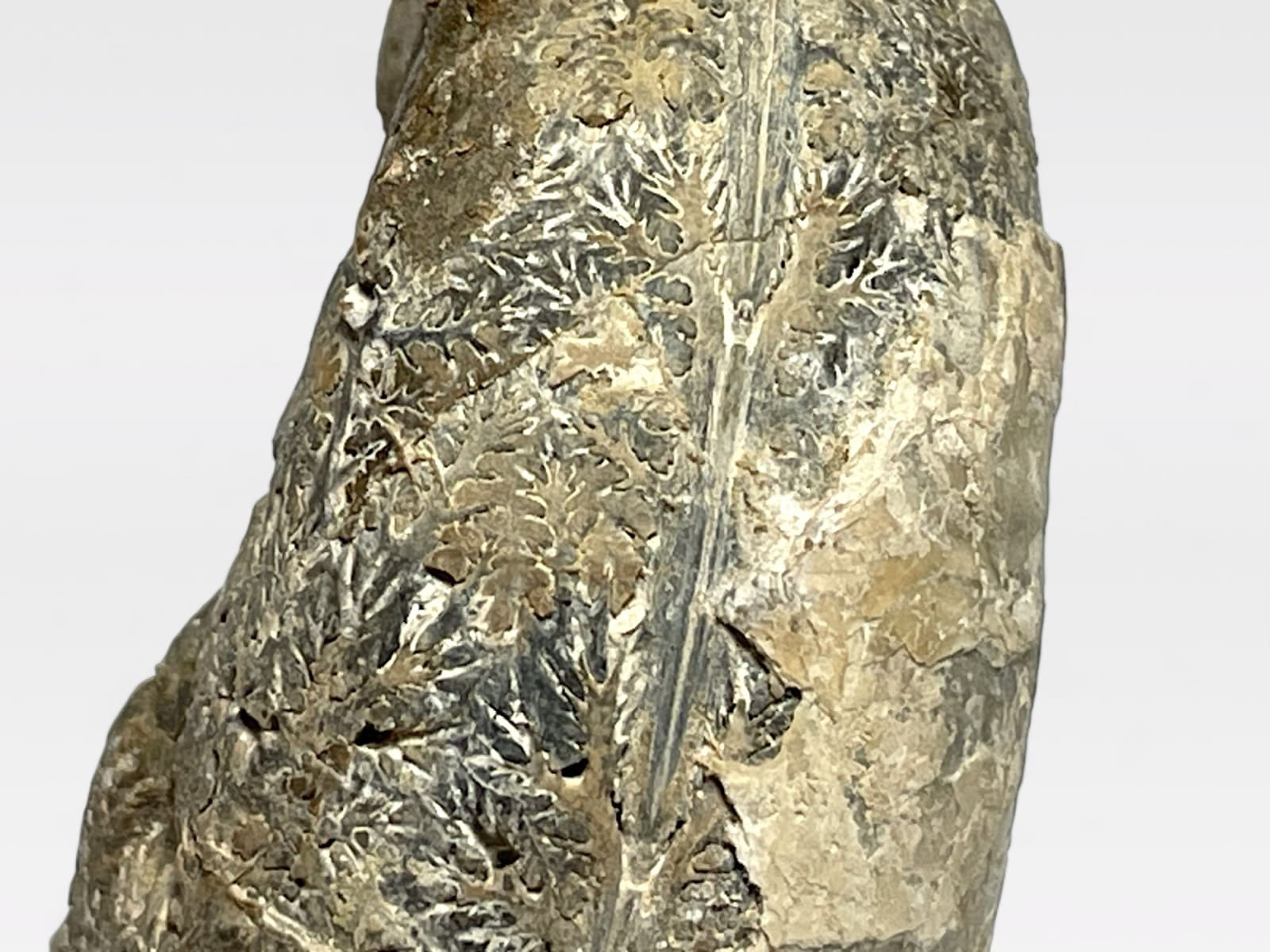北海道留萌郡小平町産アンモナイト化石/Ammonite