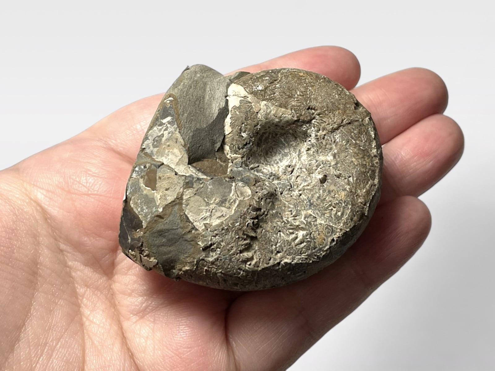 北海道留萌郡小平町産アンモナイト化石/Ammonite