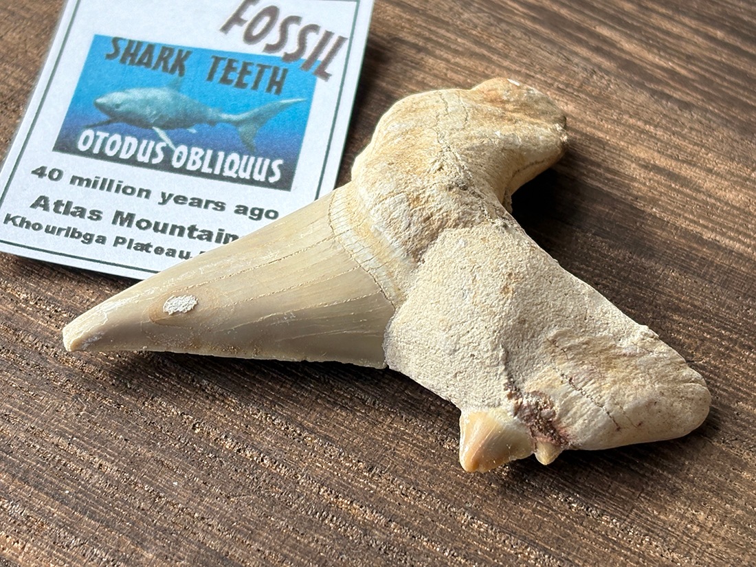 オトドゥス　歯　化石　モロッコ産　サメの歯 モロッコ産 オトドゥス (サメの歯) 化石 / Otodus Obliquus Fossil