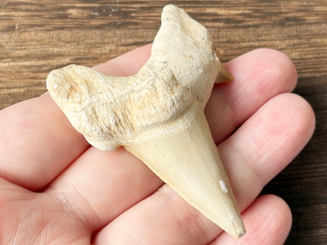 モロッコ産 オトドゥス (サメの歯) 化石 / Otodus Obliquus Fossil