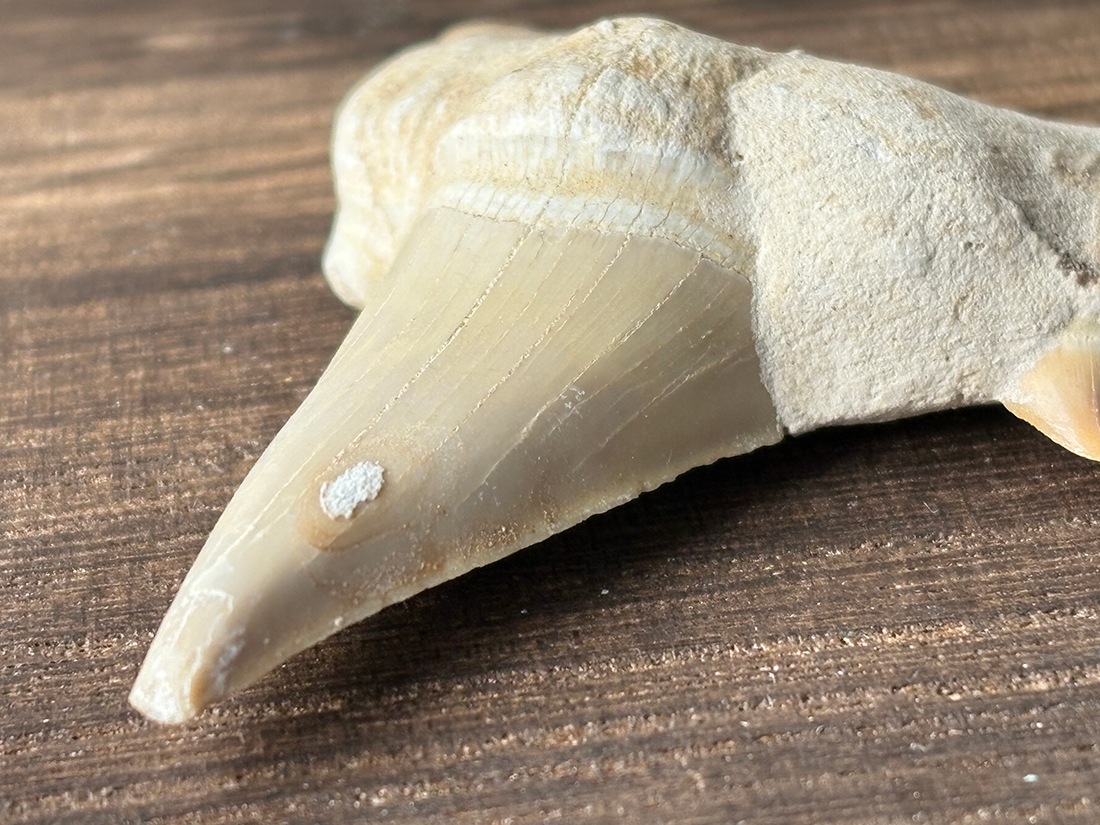 モロッコ産 オトドゥス (サメの歯) 化石 / Otodus Obliquus Fossil