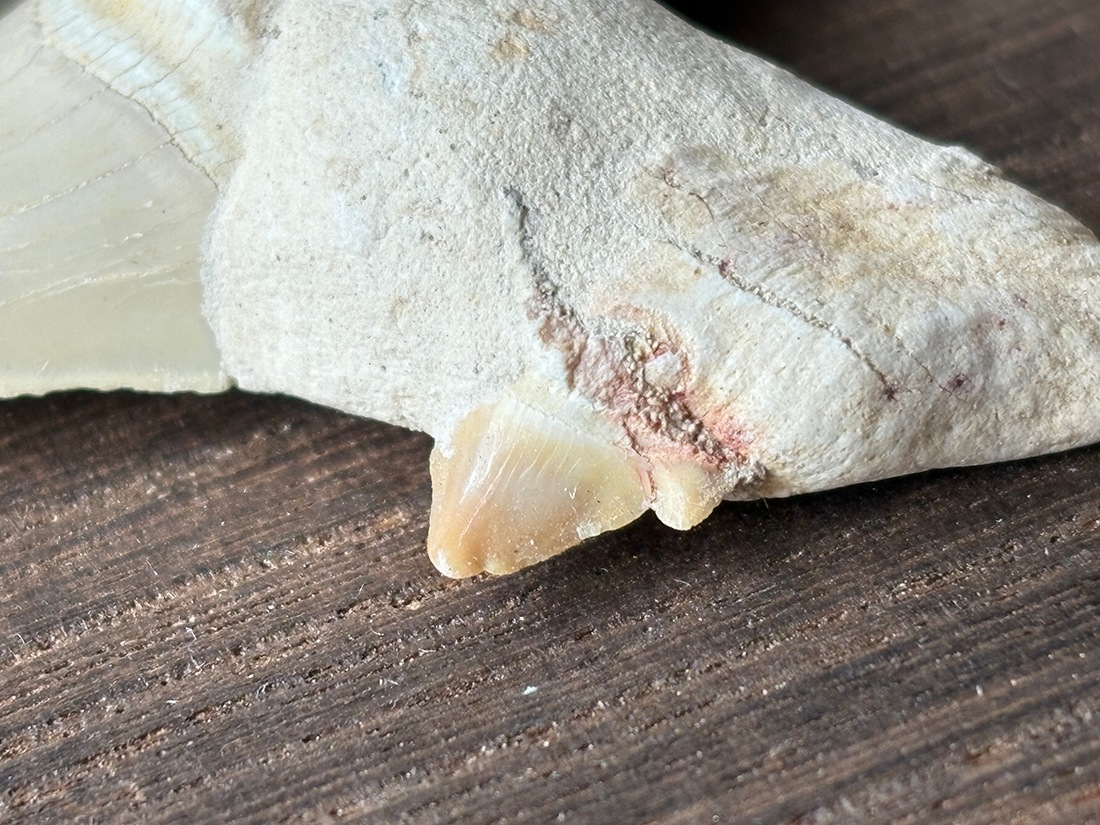 モロッコ産 オトドゥス (サメの歯) 化石 / Otodus Obliquus Fossil