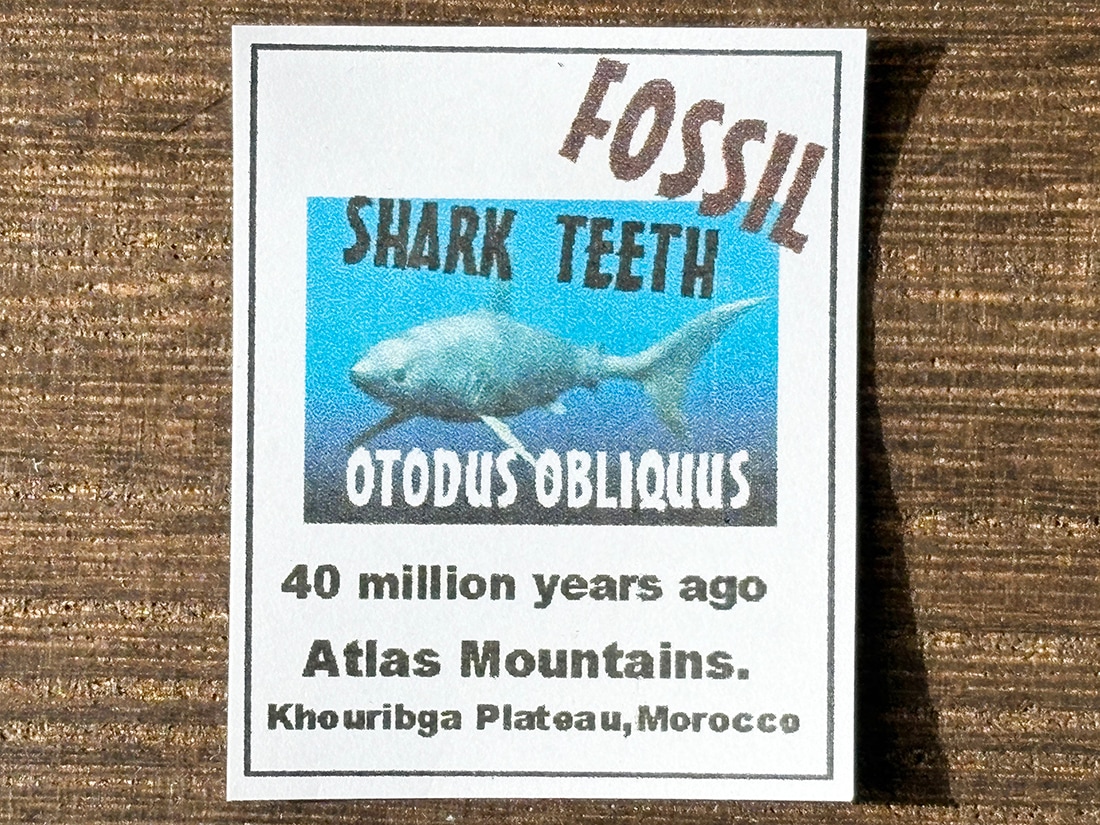 モロッコ産 オトドゥス (サメの歯) 化石 / Otodus Obliquus Fossil