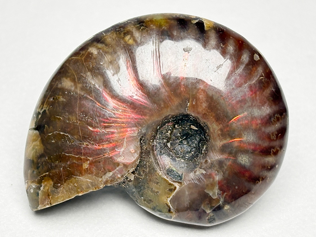 マダガスカル産 アンモナイト / Ammonite Cleoniceras