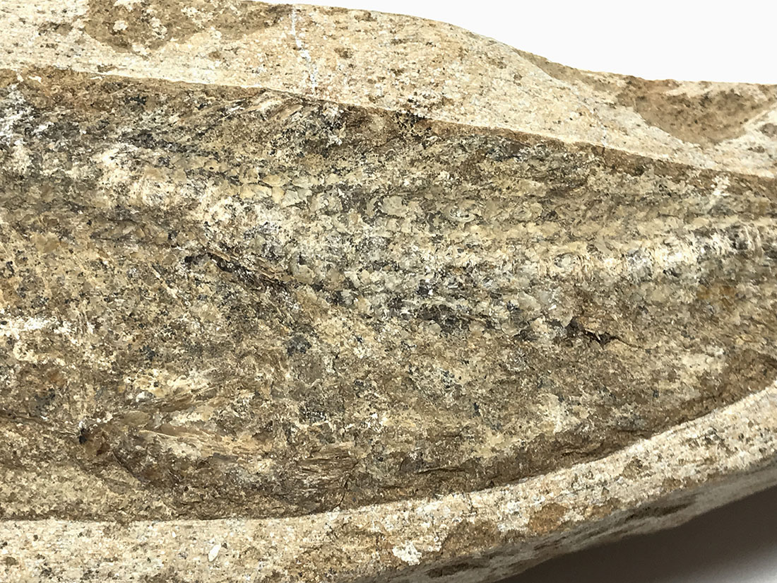 ブラジル産 古代魚(ラコレピス) 化石
