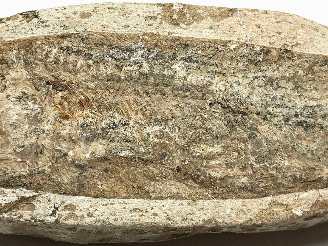 ブラジル産 古代魚(ラコレピス) 化石