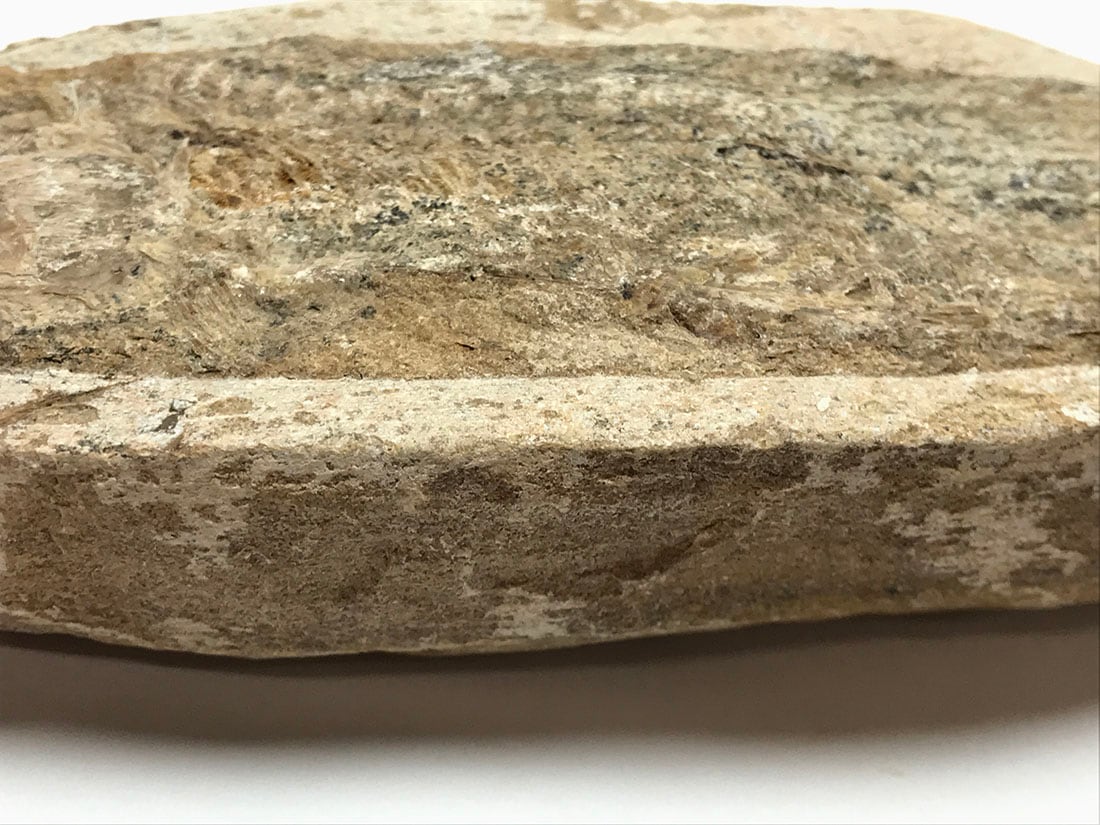 ブラジル産 古代魚(ラコレピス) 化石