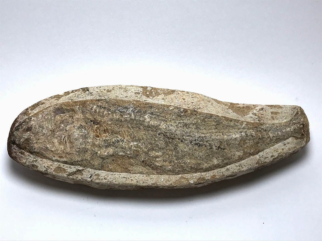 ブラジル産 古代魚(ラコレピス) 化石