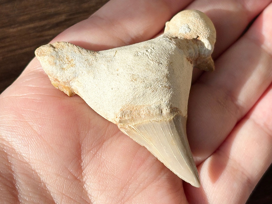 モロッコ産 オトドゥス (サメの歯) 化石 / Otodus Obliquus Fossil