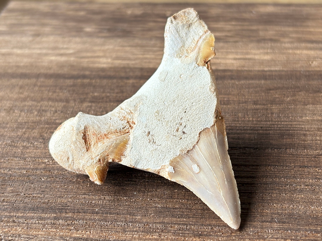 モロッコ産 オトドゥス (サメの歯) 化石 / Otodus Obliquus Fossil