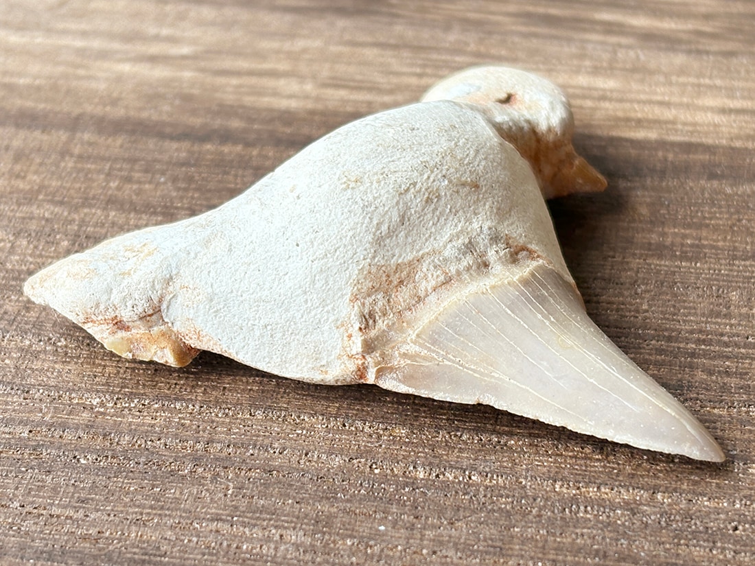 モロッコ産 オトドゥス (サメの歯) 化石 / Otodus Obliquus Fossil