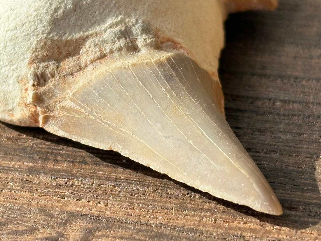 モロッコ産 オトドゥス (サメの歯) 化石 / Otodus Obliquus Fossil