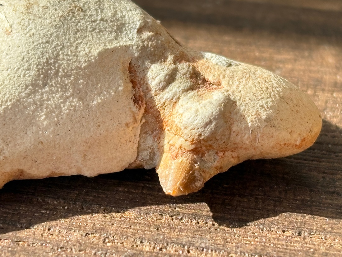 モロッコ産 オトドゥス (サメの歯) 化石 / Otodus Obliquus Fossil